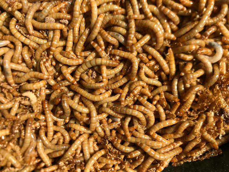 A photo of a large group of worms, also called a clew of worms.