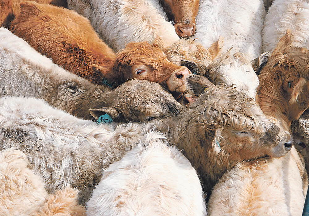 A photo of a cattle herd bunched together.