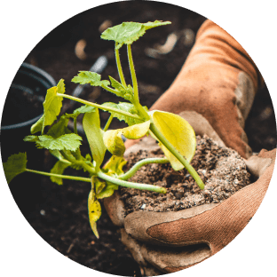 A photo of human hands holding a plant in a cube of soil.